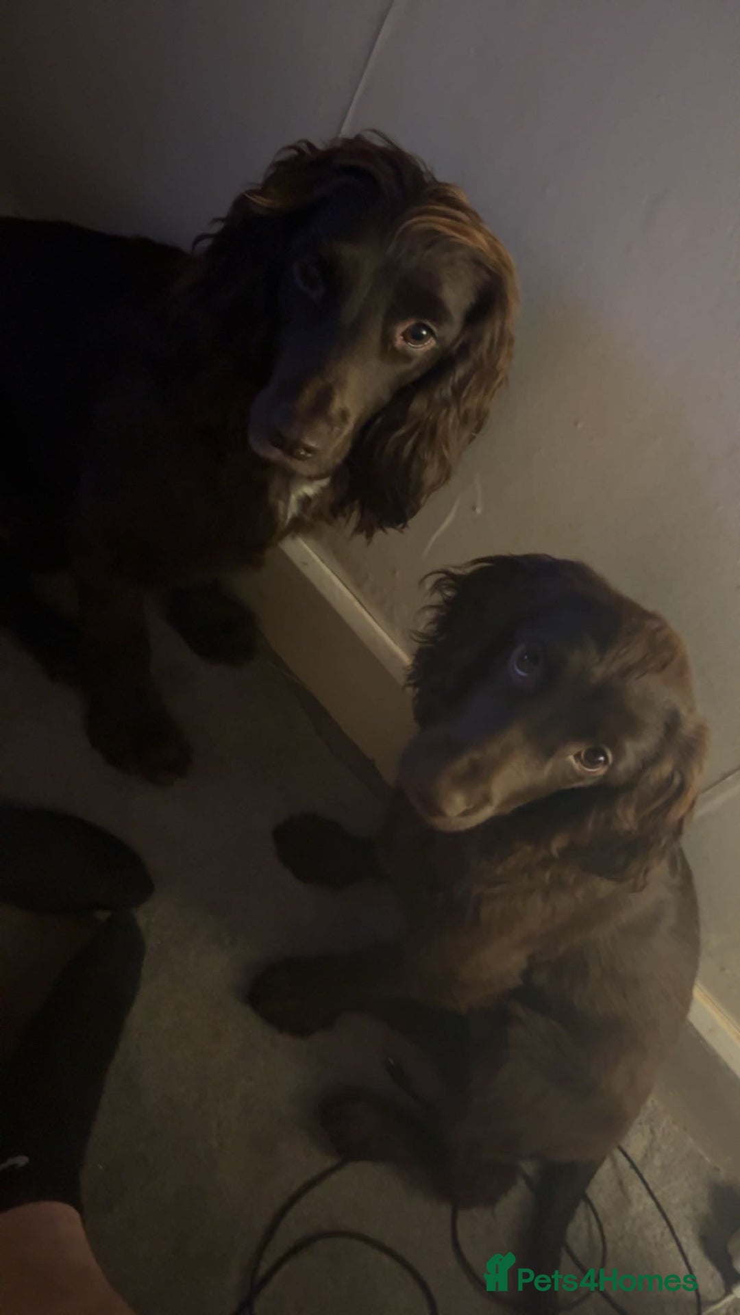 Cocker Spaniel dogs for sale: Top Working Line Cocker Spaniel Puppies in Bedlington - Image 12