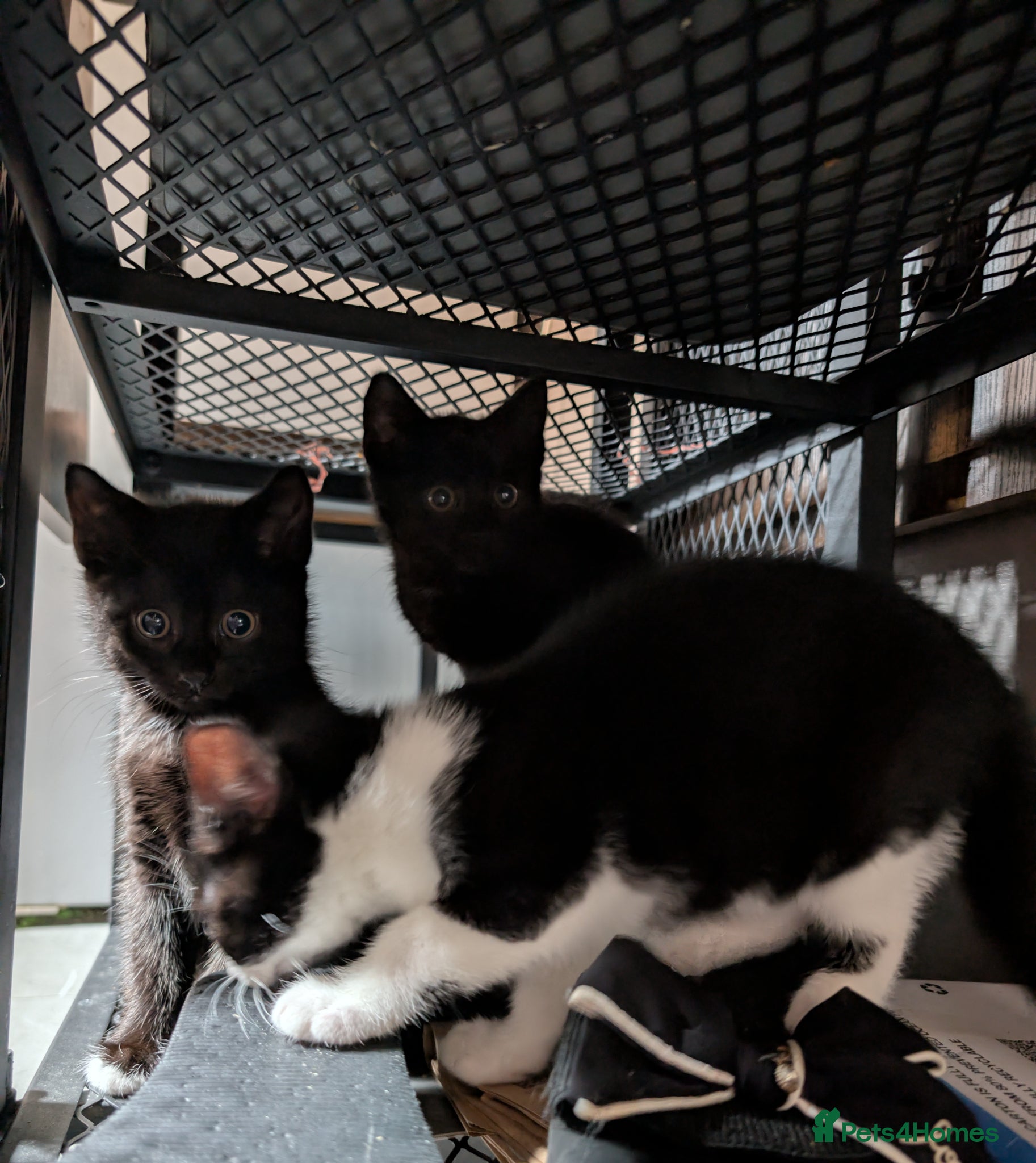 Mixed Breed cats Black Kittens with White Markings Tuxedo & Solid  - Advert 1