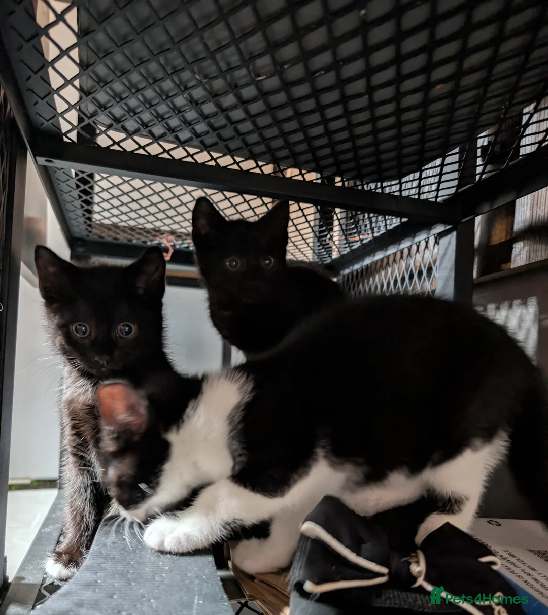 Mixed Breed cats for sale: Black Kittens with White Markings Tuxedo & Solid  - Advert 1