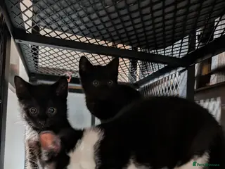 Mixed Breed cats Black Kittens with White Markings Tuxedo & Solid - Advert 2