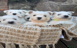 West Highland Terrier dogs for sale: West highland terrier  - Image 3