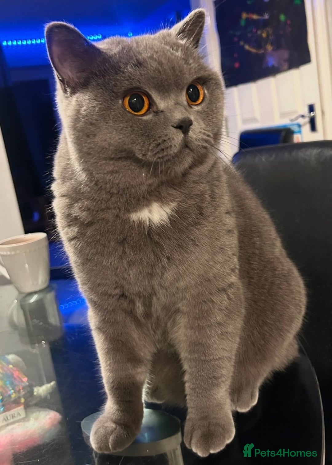 British Shorthair cats for sale: Gorgeous British Shorthair Kittens - Advert 8