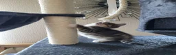 Mixed Breed cats for sale: Gorgeous tabby boy  - Advert 4