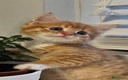 Mixed Breed cats for sale: Kittens  - Image 1