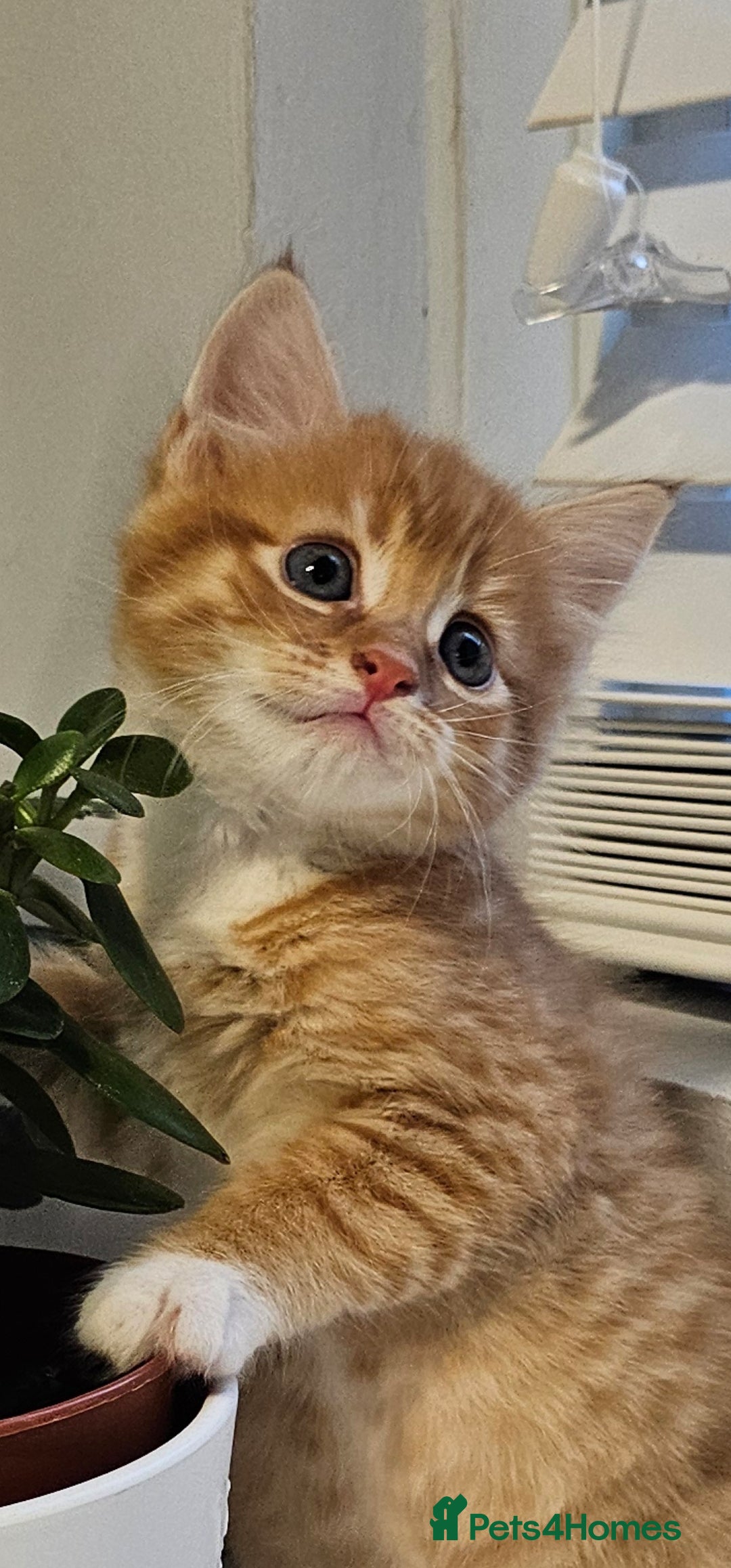Mixed Breed cats for sale: Kittens  - Image 1