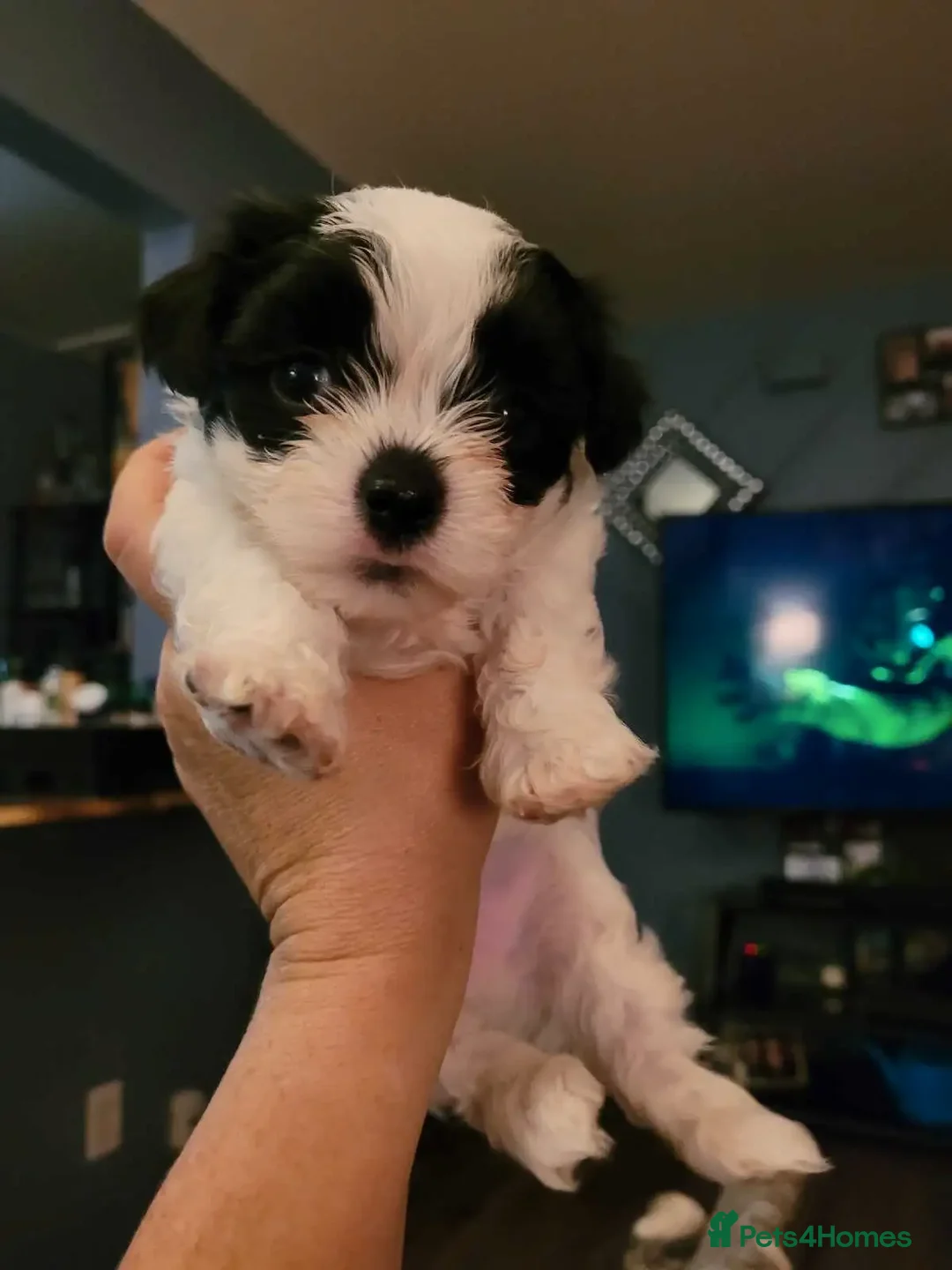 Shih Tzu dogs for sale: Passionates shih tzu - Image 3