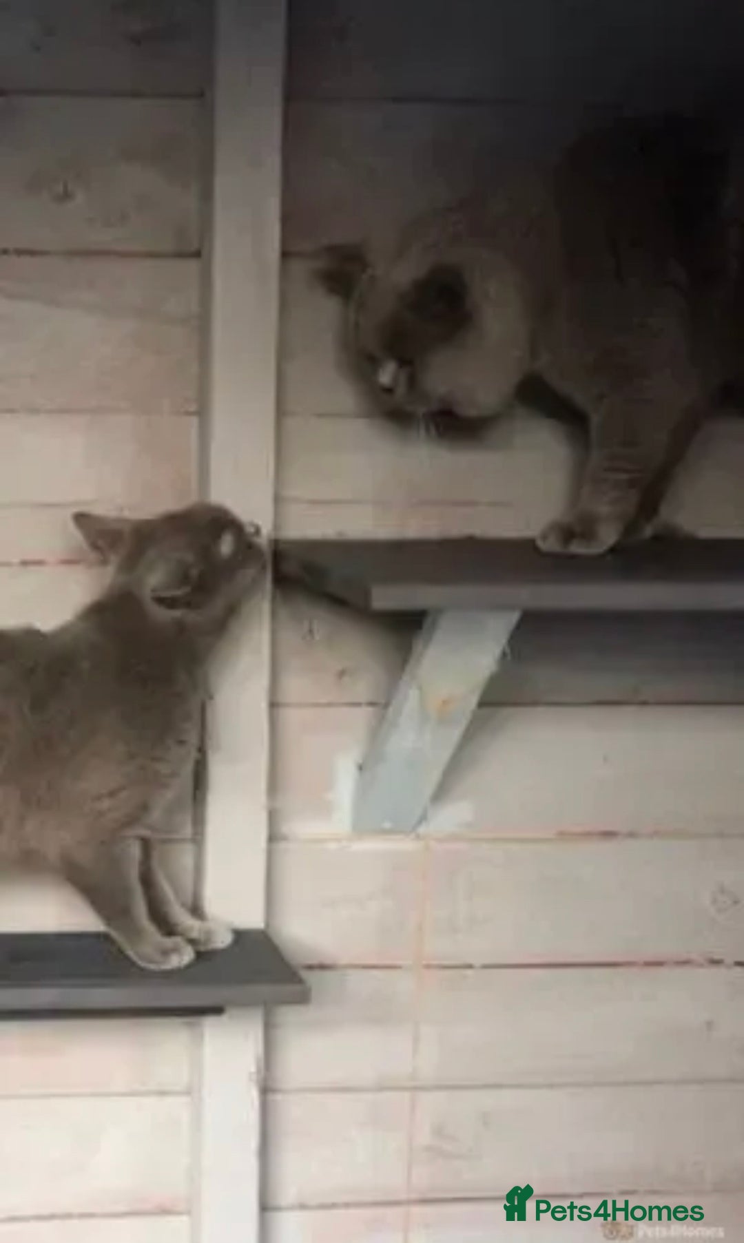 British Shorthair cats for stud: ⭐️ BLUE STUD GCCF AND TICA MIDLANDS ⭐️ in Derby - Advert 4