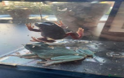 Frog reptiles for sale: Two Whites Tree Frogs and Exo Terra Terrarium  - Image 1