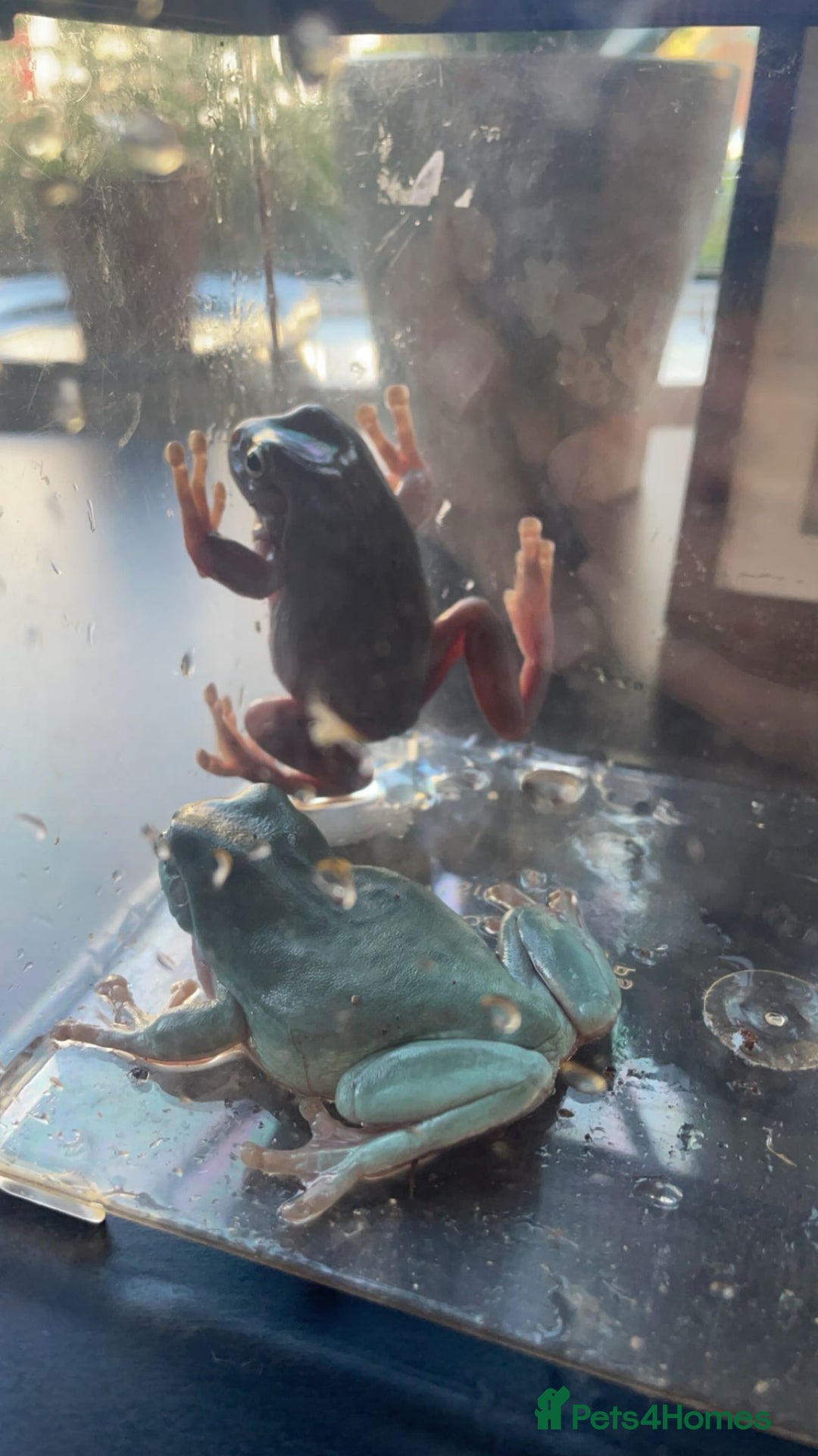 Frog reptiles for sale: Two Whites Tree Frogs and Exo Terra Terrarium  - Image 1