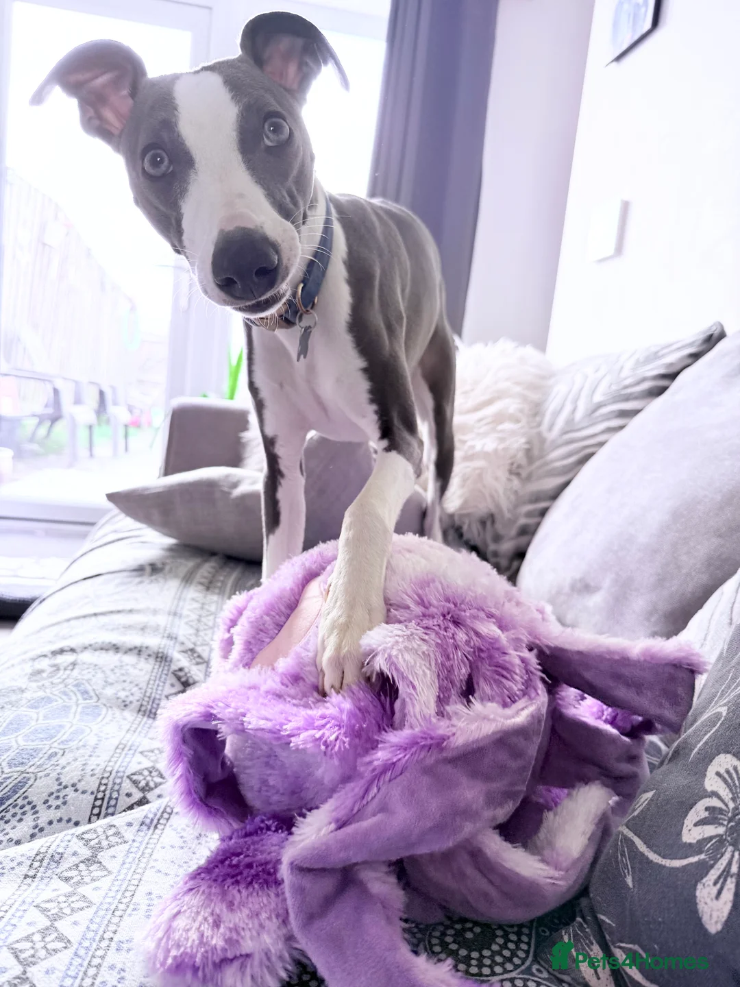 Whippet dogs for stud: Beautiful pedigree whippet for stud - Advert 3