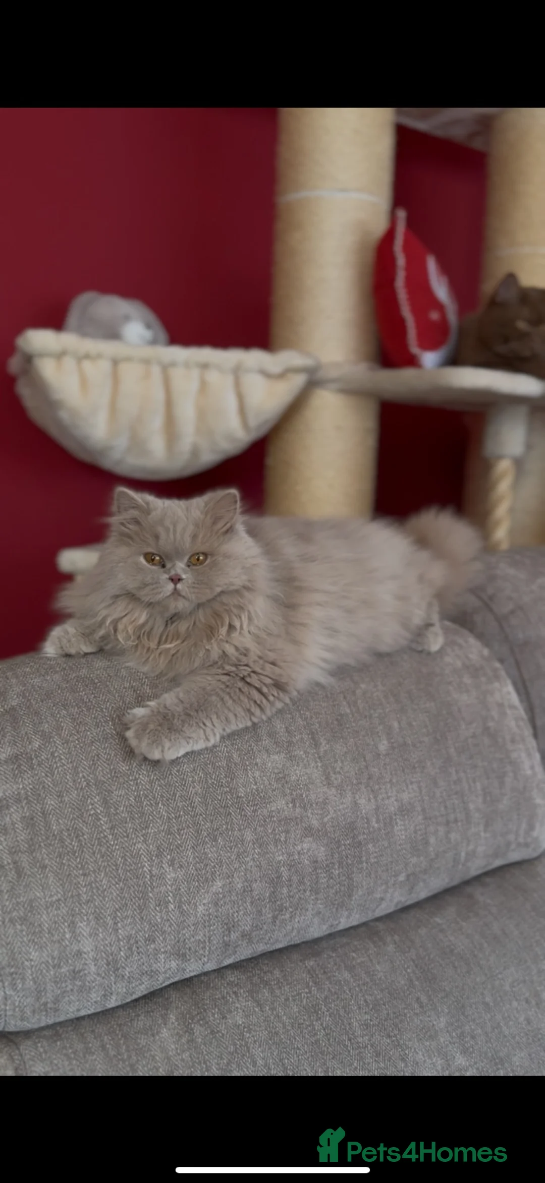 British Longhair cats for sale: Champion Bloodlined Stud Boy‼️ - Advert 1
