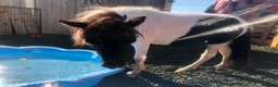 Shetland pony horses for sale: Diamond Shetland  - Advert 9