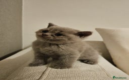 Scottish Fold cats for sale: 🐱British Shorthair x Scottish Fold Kittens🐱 - Advert 16