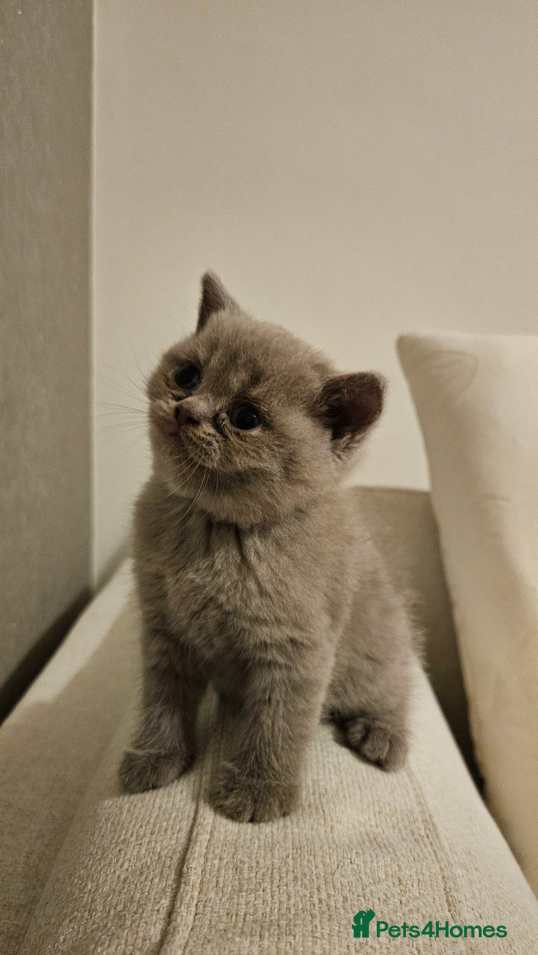 Scottish Fold cats for sale: 🐱British Shorthair x Scottish Fold Kittens🐱 - Advert 16