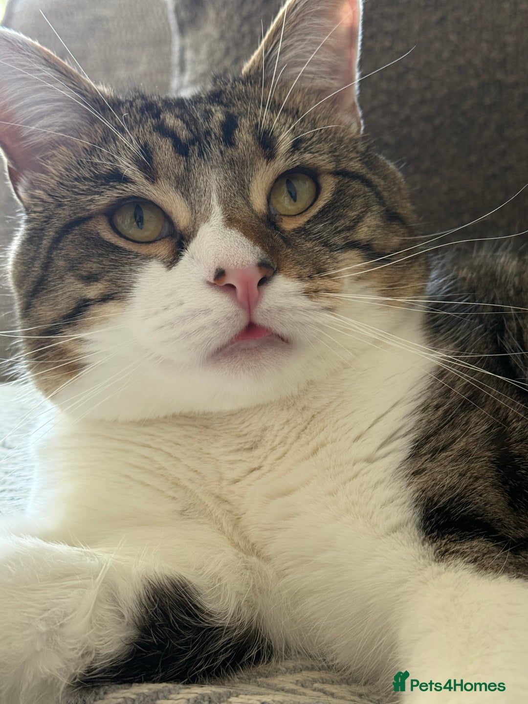 Domestic Shorthair cats for sale: Theo, domestic shorthair tabby - Advert 6