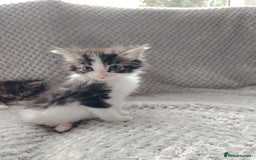 Norwegian Forest Cat cats for sale: Norwegian Forest kittens  - Image 11