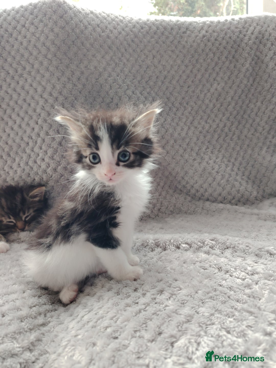 Norwegian Forest Cat cats for sale: Norwegian Forest kittens  - Image 11