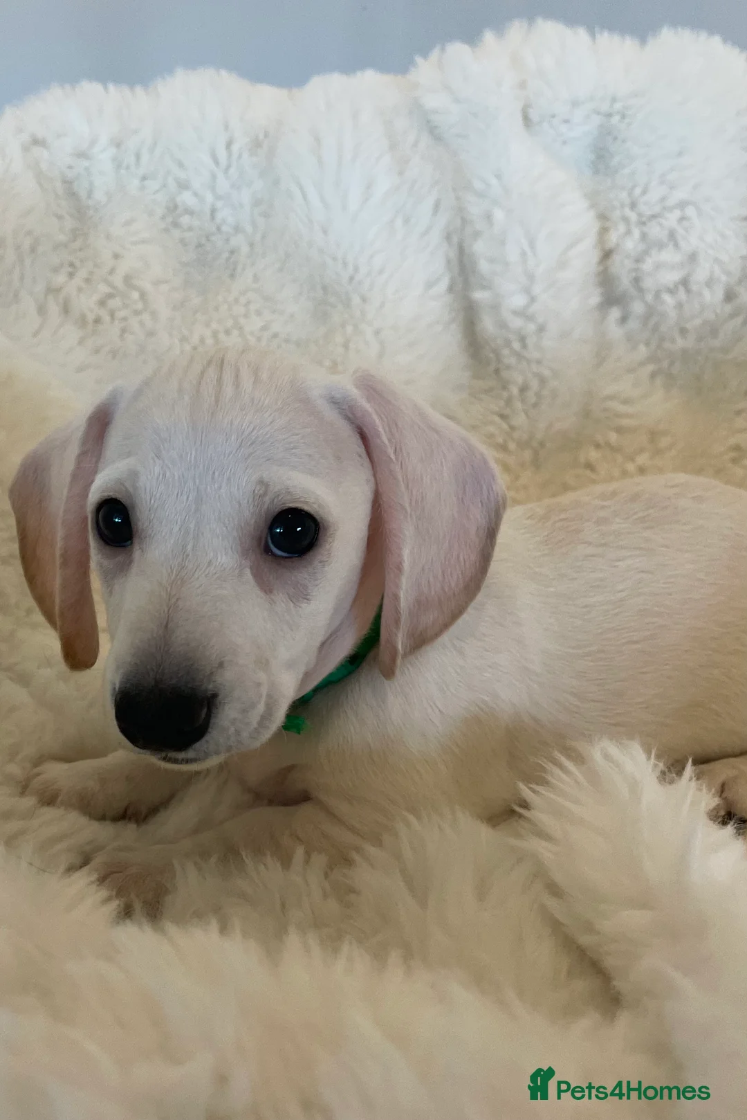 Miniature Dachshund dogs for sale: KC Cream Smooth Haired Miniature Dachshund in Sutton-in-Ashfield - Advert 1