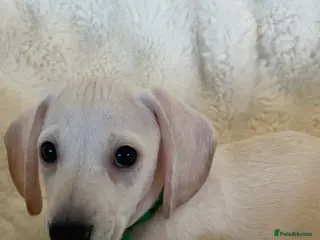 Miniature Dachshund dogs KC Cream Smooth Haired Miniature Dachshund in Sutton-in-Ashfield - Advert 2