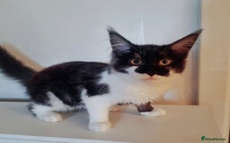 Maine Coon cats for sale: Female Maine Coon kitten - Image 3