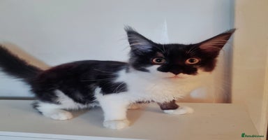 Maine Coon cats - Advert 1
