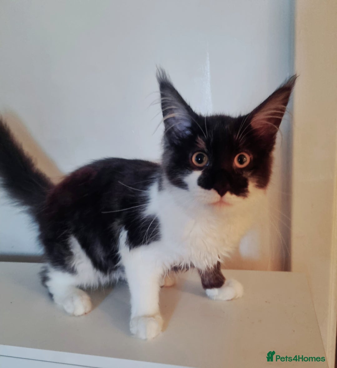 Maine Coon cats for sale: Female Maine Coon kitten - Image 3