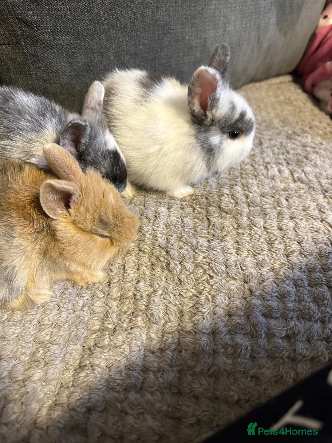 Dwarf Lop rabbits for sale: Dawf bunnies  - Advert 2