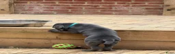 Cane Corso dogs for sale: Rare Blue Cane Corso Male | European Bloodlines - Advert 3