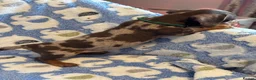 Miniature Dachshund dogs for sale: KC Miniature Dachshund Smooth haired in Castleford - Advert 20