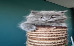 British Longhair cats for sale: British longhair ready for home in Watford - Image 36