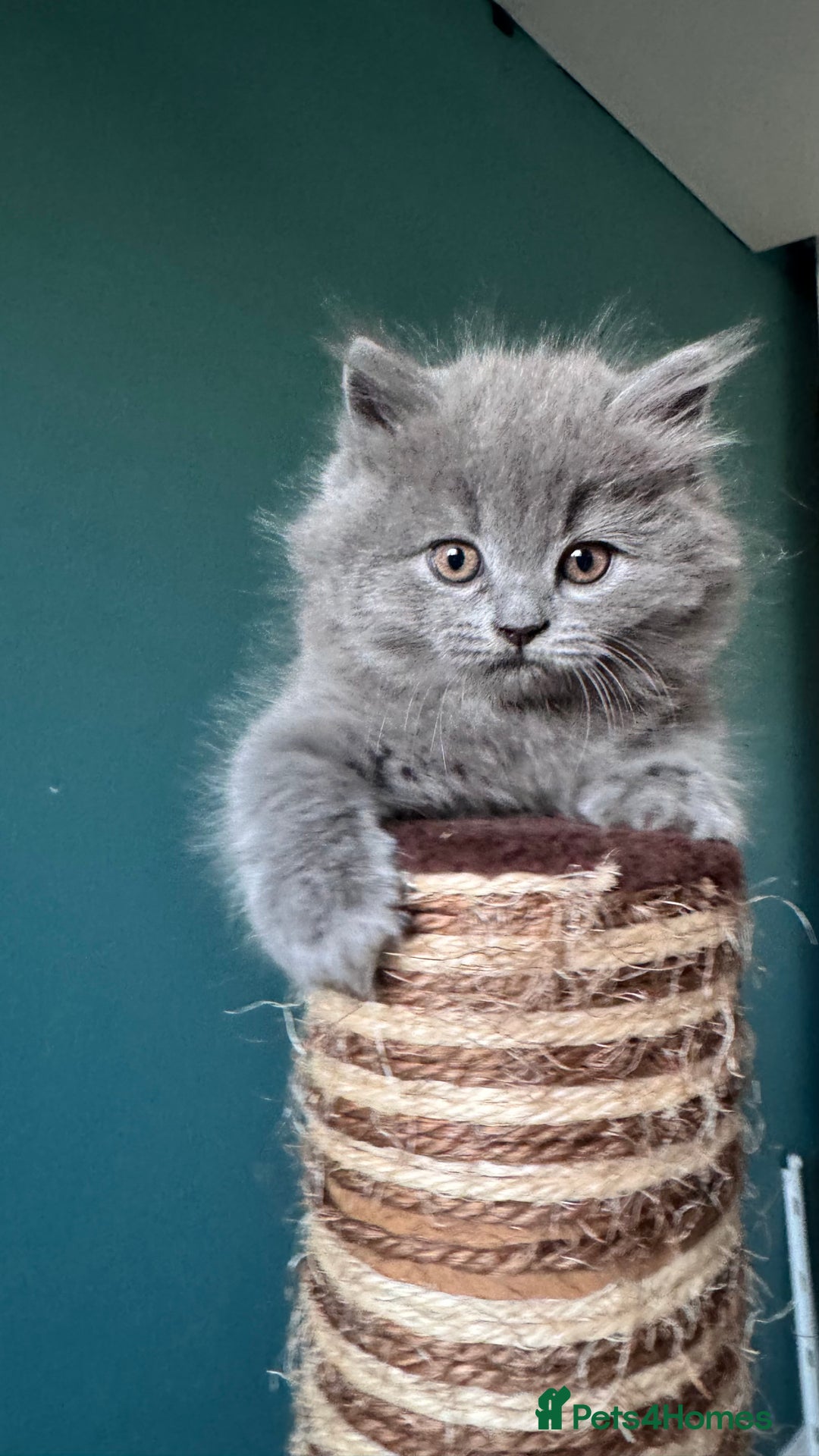 British Longhair cats for sale: British longhair ready for home in Watford - Image 36