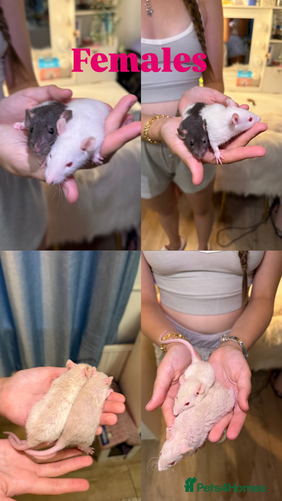 Rat rodents for sale: Baby rats for sale  - Image 1