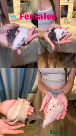 Rat rodents - Advert 2