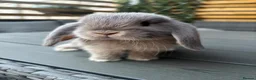 Mini Lop rabbits for sale: Mini lop female - Advert 3