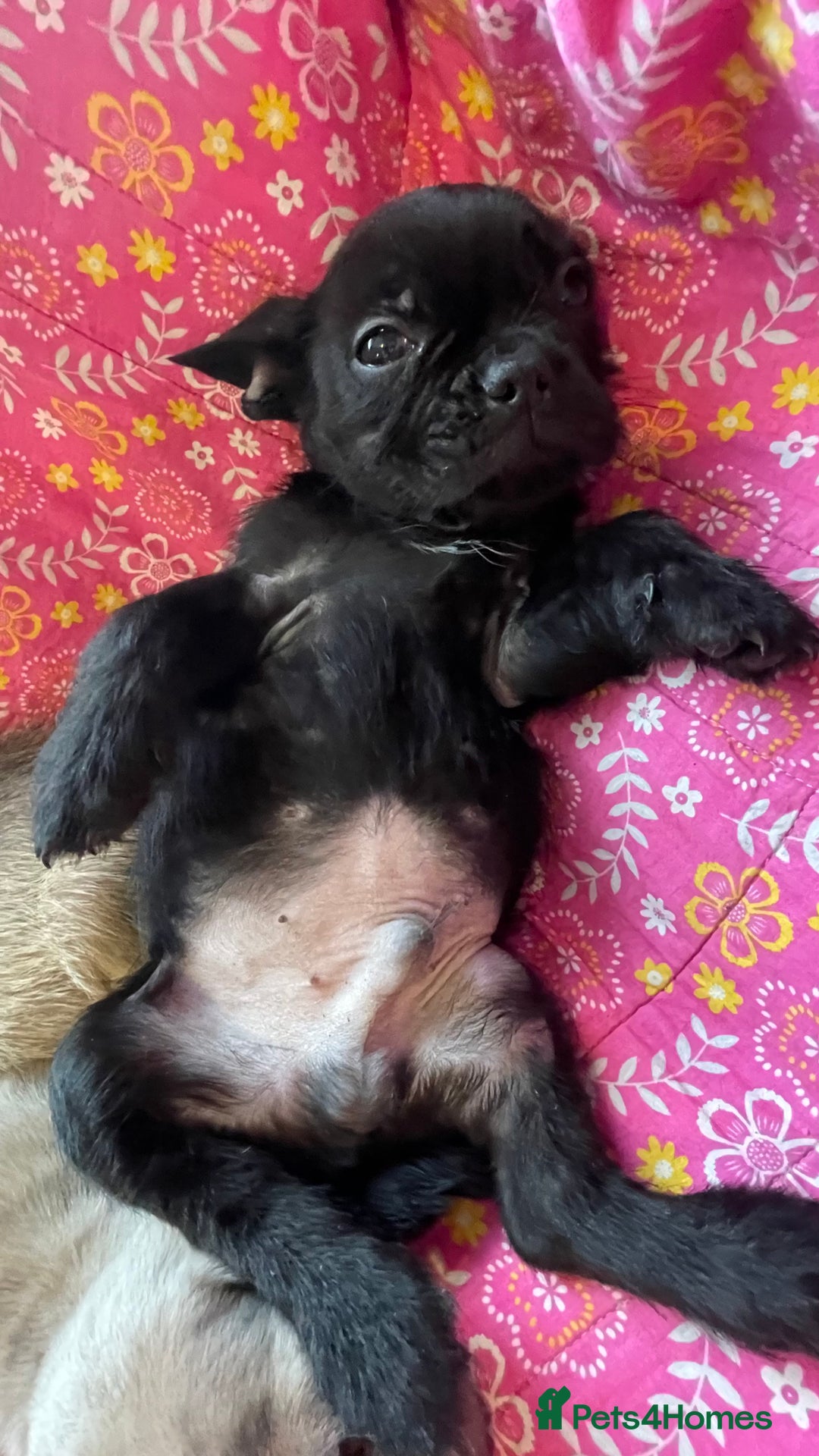 Mixed Breed dogs for sale: Beautiful french bulldog/shit zhu babies  - Image 6