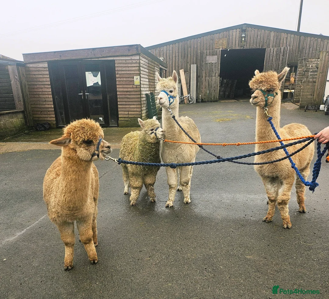 Alpaca livestock for sale: Walking boys - Advert 2