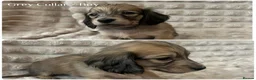 Miniature Dachshund dogs for sale: 2 Beautiful Cream Boys left 🤍  - Advert 6