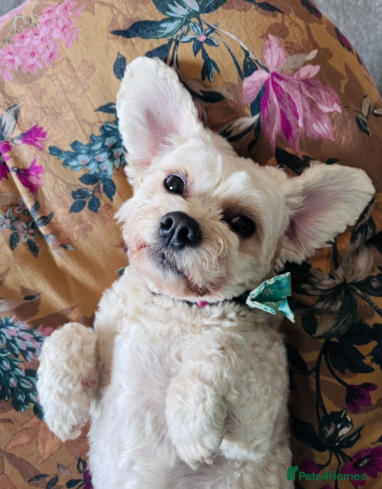 Cavapoo dogs 🐾 Phoebe Looking for Her Forever Home 🐾 - Advert 8