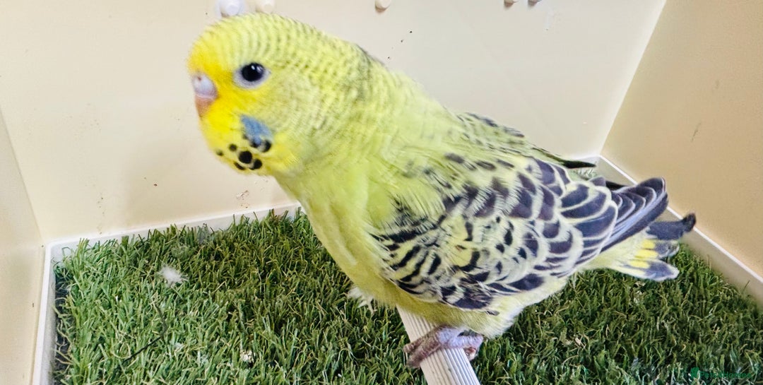 Budgerigars birds for sale: Beautiful baby budgies for sale  - Image 18