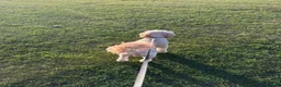 Cavapoo dogs for adoption: BEAR FOSTER TO ADOPT-Cornwall/Devon/SomersetBorder - Advert 8