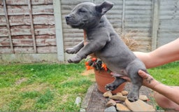 American Bully dogs for sale: David  - Image 11