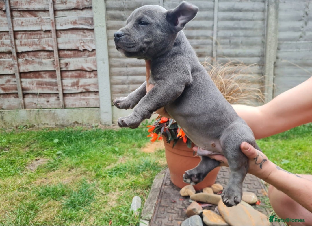 American Bully dogs for sale: David  - Image 11