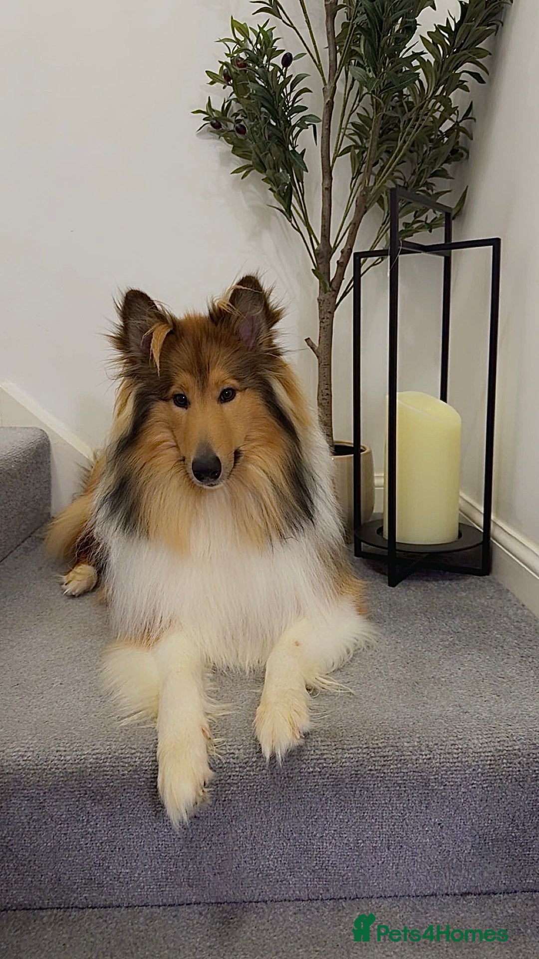 Rough Collie dogs for sale: KC Registered Rough Collie – 10 Months- £1,700 - Advert 1