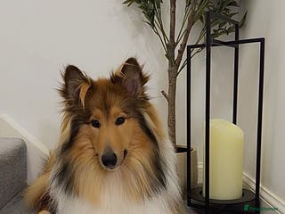 Rough Collie dogs KC Registered Rough Collie – 10 Months- £1,700 - Advert 4
