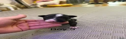 English Bull Terrier dogs for sale: English bull terrier puppys in Grays - Advert 5