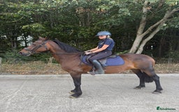 Riding pony horses for sale: SAFE SENSIBLE HAPPY HACKER - Image 6