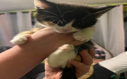 British Shorthair cats for sale: British short hairs  - Advert 8