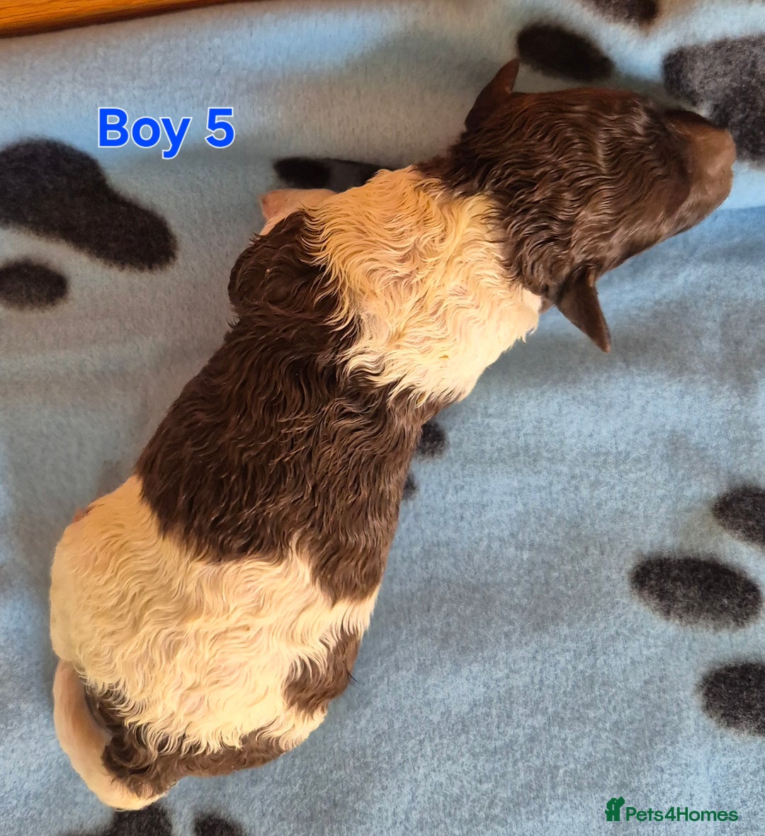 Standard Poodle dogs for sale: KC Reg Chocolate parti Standard Poodle puppies - Image 12
