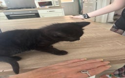 Mixed Breed cats for sale: 4 black fluff balls  - Image 22