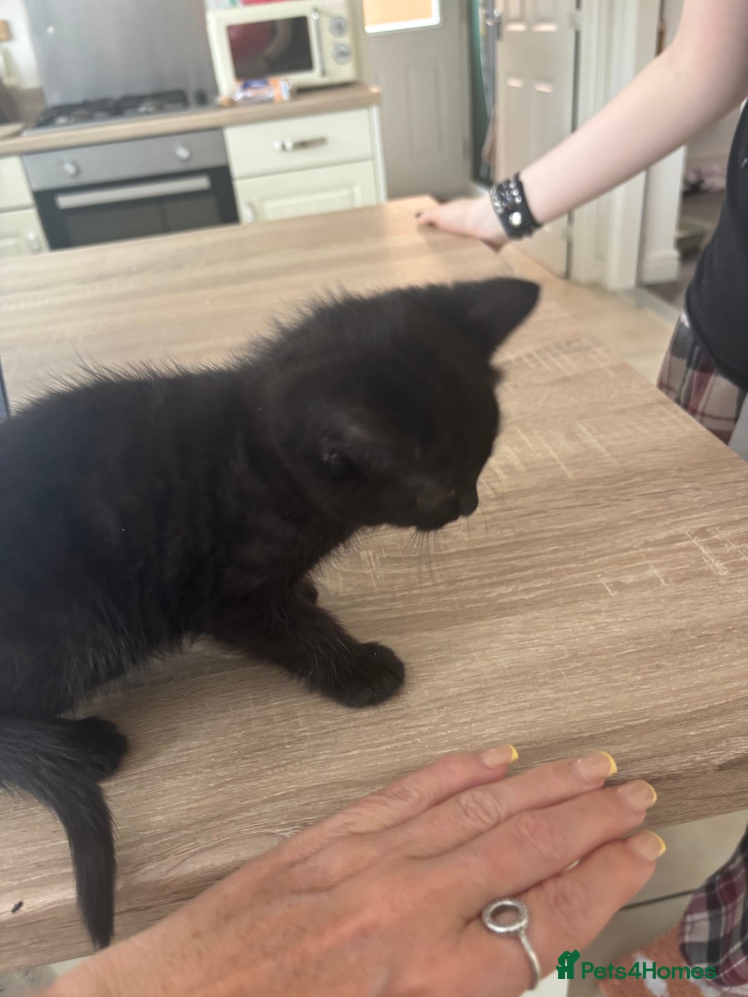 Mixed Breed cats for sale: 4 black fluff balls  - Image 22